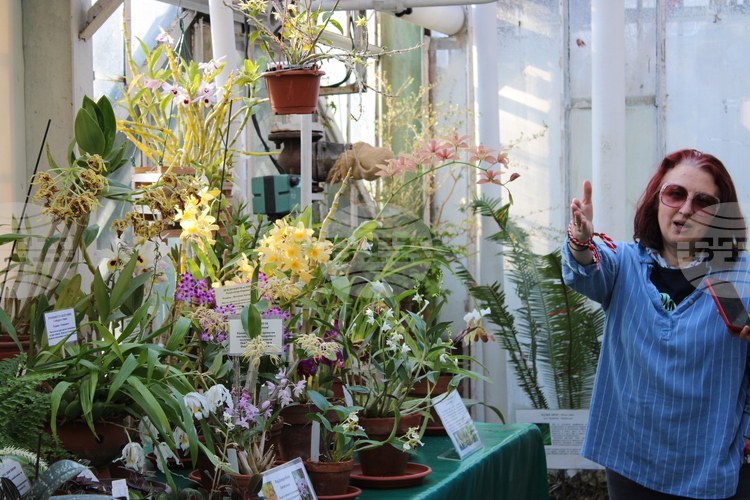 Африканска цъфтяща ванилия e показана за първи път в изложбата на орхидеи в Ботаническата градина на БАН