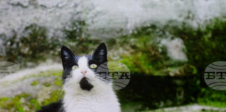 Филмът „Тихи наблюдатели“ на режисьорката Елица Петкова бе представен пред българска и международна публика в Букурещ