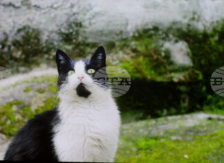 Филмът „Тихи наблюдатели“ на режисьорката Елица Петкова бе представен пред българска и международна публика в Букурещ Филмът „Тихи наблюдатели“ на режисьорката Елица Петкова бе представен пред българска и международна публика в Букурещ