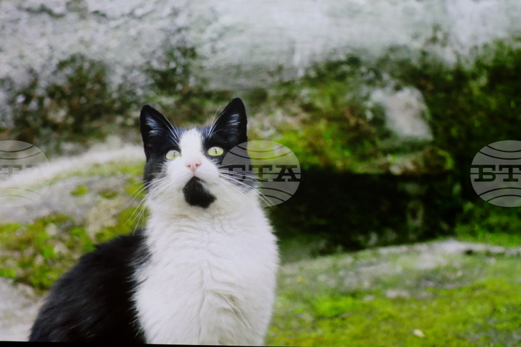 Филмът „Тихи наблюдатели“ на режисьорката Елица Петкова бе представен пред българска и международна публика в Букурещ