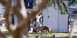 Кампания, насочваща гражданите как да помагат на пострадали животни, ще бъде открита в София