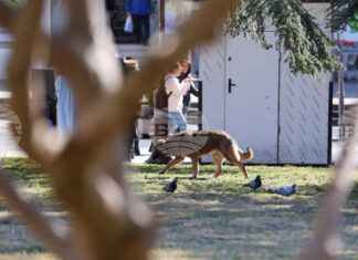 Кампания, насочваща гражданите как да помагат на пострадали животни, ще бъде открита в София