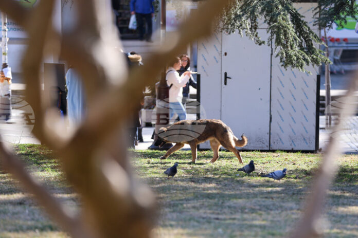 Кампания, насочваща гражданите как да помагат на пострадали животни, ще Кампания, насочваща гражданите как да помагат на пострадали животни, ще бъде открита в София