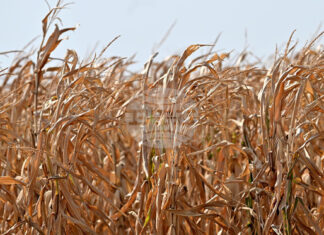 Покачване в цените на пшеницата и на царевицата на световните борси се наблюдава през седмицата, по данни на ССБ