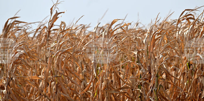 Покачване в цените на пшеницата и на царевицата на световните Покачване в цените на пшеницата и на царевицата на световните борси се наблюдава през седмицата, по данни на ССБ