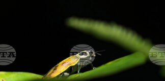 Половината от насекомите в Амазония може да бъдат застрашени от топлинен стрес, сочи проучване