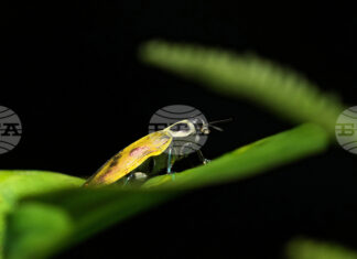Половината от насекомите в Амазония може да бъдат застрашени от топлинен стрес, сочи проучване