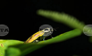 Половината от насекомите в Амазония може да бъдат застрашени от топлинен стрес, сочи проучване