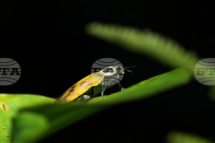 Половината от насекомите в Амазония може да бъдат застрашени от топлинен стрес, сочи проучване