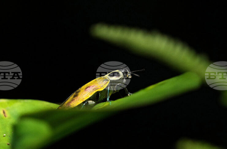 Половината от насекомите в Амазония може да бъдат застрашени от топлинен стрес, сочи проучване