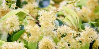 Втори национален конкурс за хайку поезия на тема „С дъх на липи“ се организира в Стара Загора