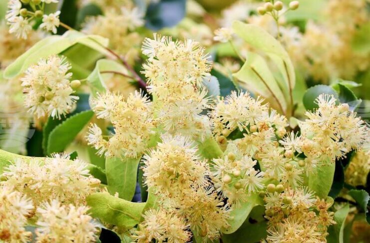 Втори национален конкурс за хайку поезия на тема „С дъх на липи“ се организира в Стара Загора