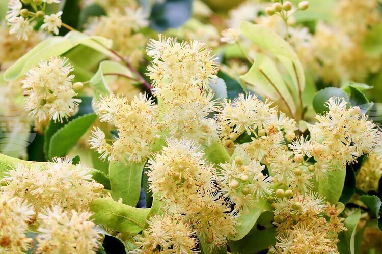 Втори национален конкурс за хайку поезия на тема „С дъх на липи“ се организира в Стара Загора