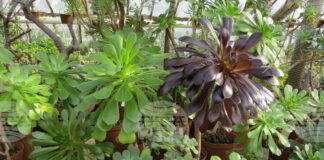 Ботаническата градина на БАН започва ежегодната инициатива „Пролетни срещи с растенията"