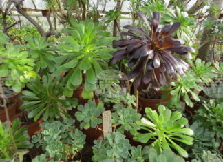 Ботаническата градина на БАН започва ежегодната инициатива „Пролетни срещи с растенията"