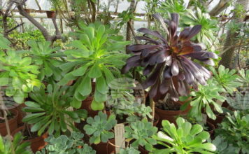 Ботаническата градина на БАН започва ежегодната инициатива „Пролетни срещи с растенията"