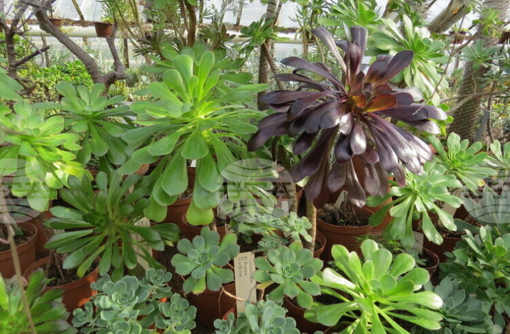 Ботаническата градина на БАН започва ежегодната инициатива „Пролетни срещи с растенията"