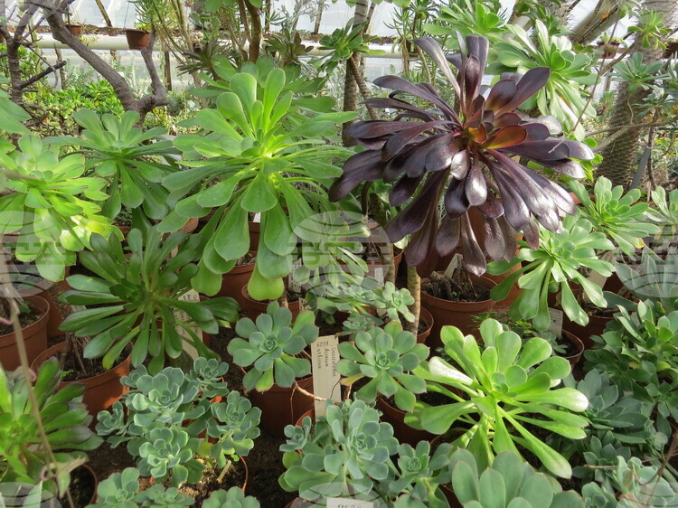 Ботаническата градина на БАН започва ежегодната инициатива „Пролетни срещи с растенията"