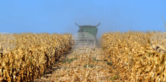 Цената на пшеницата беше по-устойчива от тази на царевицата на световните борси през седмицата, отчитат експертите на ССБ