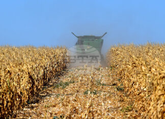 Цената на пшеницата беше по-устойчива от тази на царевицата на световните борси през седмицата, отчитат експертите на ССБ