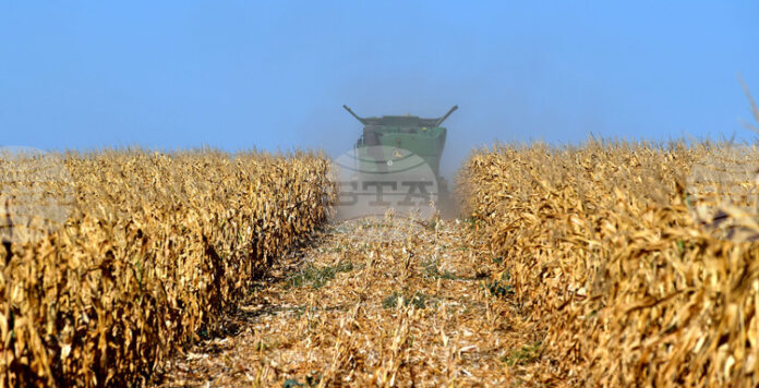 Цената на пшеницата беше по-устойчива от тази на царевицата на световните борси през седмицата, отчитат експертите на ССБ