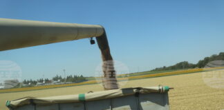 Цените на пшеницата на световните борси тази седмица са повлияни от метеорологичния риск и активните търговски потоци, посочват от ССБ