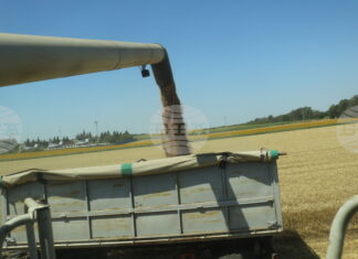 Цените на пшеницата на световните борси тази седмица са повлияни от метеорологичния риск и активните търговски потоци, посочват от ССБ