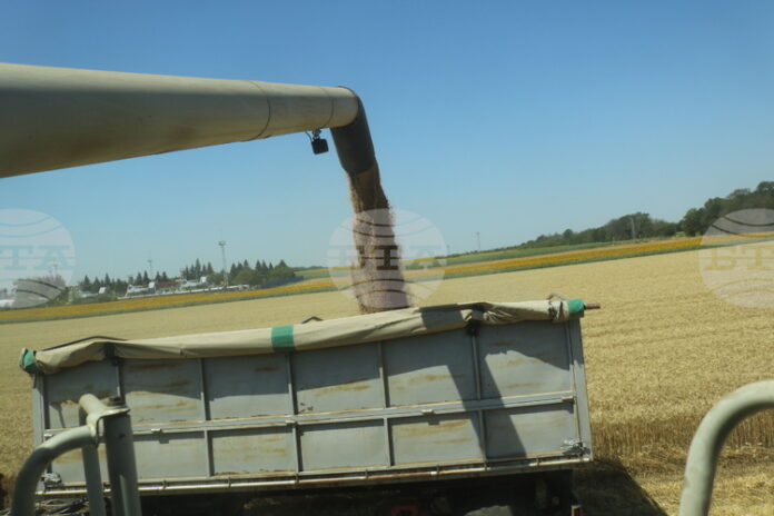 Цените на пшеницата на световните борси тази седмица са повлияни Цените на пшеницата на световните борси тази седмица са повлияни от метеорологичния риск и активните търговски потоци, посочват от ССБ