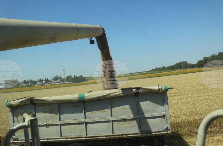 Цените на пшеницата на световните борси тази седмица са повлияни от метеорологичния риск и активните търговски потоци, посочват от ССБ