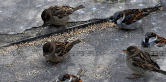 Да отделим 10 минути да преброим врабчетата около нас, а експертите ще анализират състоянието на градската среда