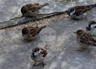Да отделим 10 минути да преброим врабчетата около нас, а експертите ще анализират състоянието на градската среда