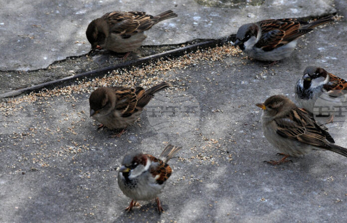 Да отделим 10 минути да преброим врабчетата около нас, а експертите ще анализират състоянието на градската среда