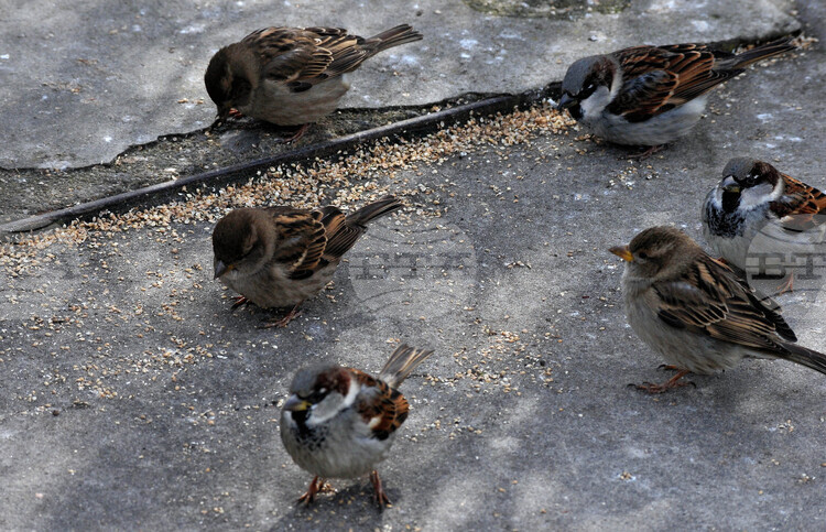 Да отделим 10 минути да преброим врабчетата около нас, а експертите ще анализират състоянието на градската среда