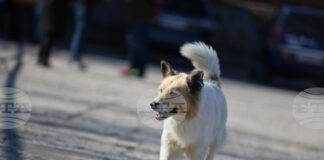 Как да сме по-отговорни и да предотвратим разпространението на бездомни животни, коментираха за БТА експерти