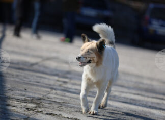 Как да сме по-отговорни и да предотвратим разпространението на бездомни животни, коментираха за БТА експерти