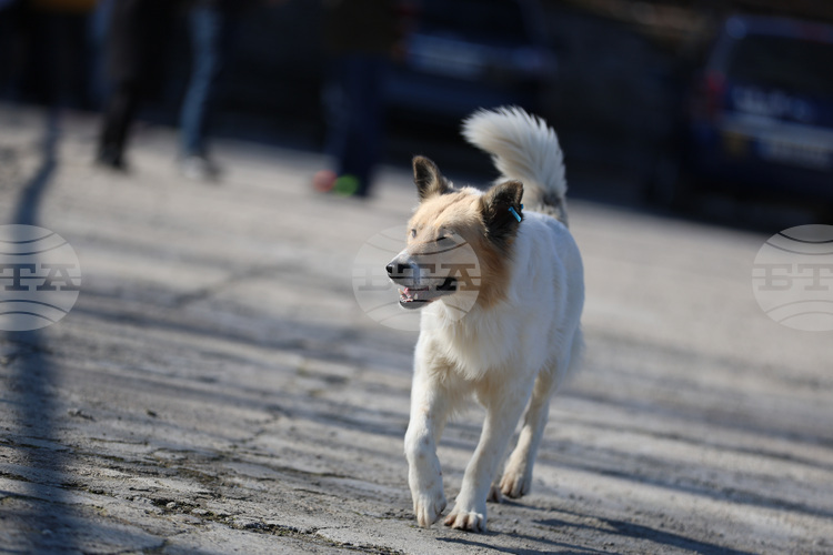 Как да сме по-отговорни и да предотвратим разпространението на бездомни животни, коментираха за БТА експерти