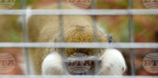 Приматите в Софийския зоопарк ще получат боядисани великденски яйца