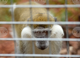 Приматите в Софийския зоопарк ще получат боядисани великденски яйца