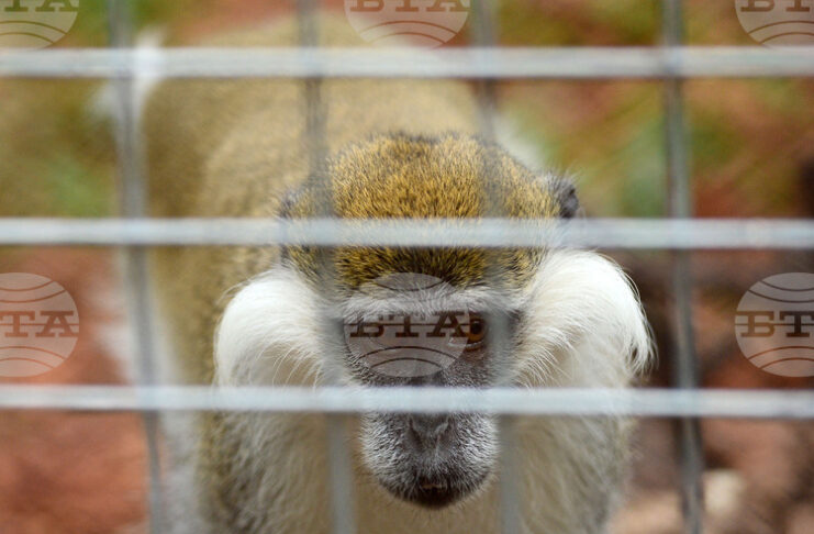 Приматите в Софийския зоопарк ще получат боядисани великденски яйца