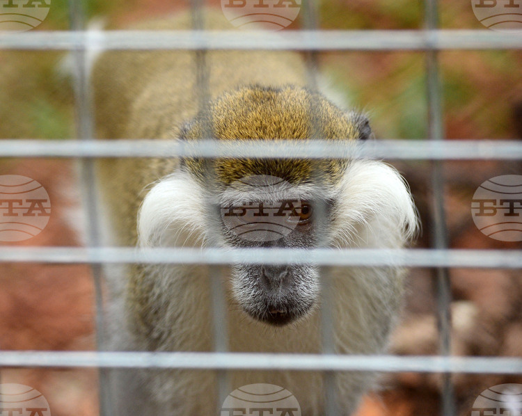 Приматите в Софийския зоопарк ще получат боядисани великденски яйца