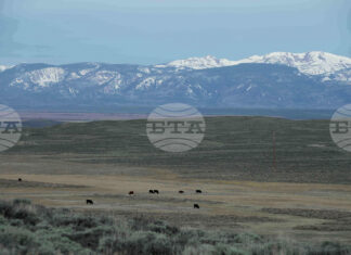 Рекордни цени на говеждото в САЩ заради намаляващите стада