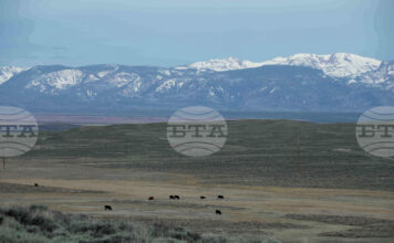 Рекордни цени на говеждото в САЩ заради намаляващите стада