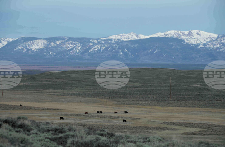Рекордни цени на говеждото в САЩ заради намаляващите стада
