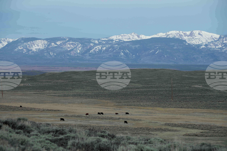 Рекордни цени на говеждото в САЩ заради намаляващите стада