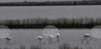 С арт ателие за децата и интересни лекции столичният зоопарк ще отбележи Световния ден на фламингото