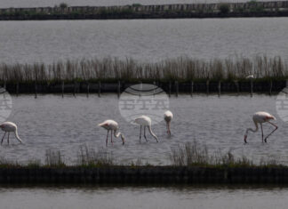 С арт ателие за децата и интересни лекции столичният зоопарк ще отбележи Световния ден на фламингото