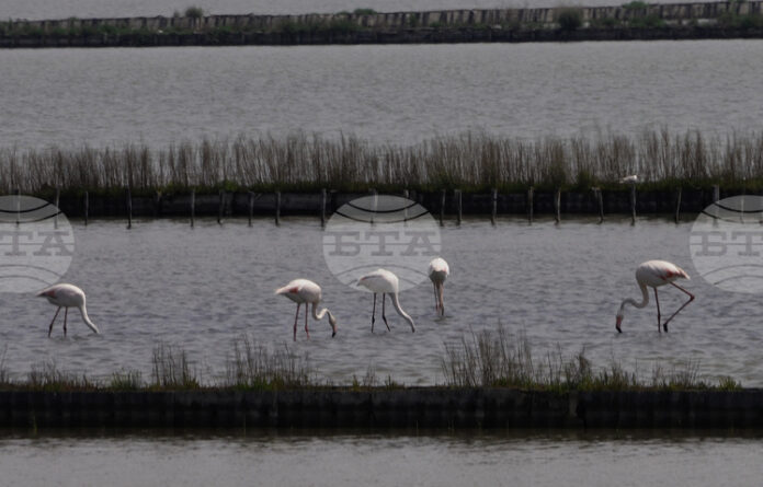 С арт ателие за децата и интересни лекции столичният зоопарк ще отбележи Световния ден на фламингото