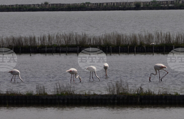 С арт ателие за децата и интересни лекции столичният зоопарк ще отбележи Световния ден на фламингото