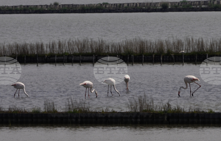 С арт ателие за децата и интересни лекции столичният зоопарк ще отбележи Световния ден на фламингото