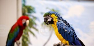Шоу с папагали беше сред атракциите на SOFIA ZOO EXPO 2026 в София